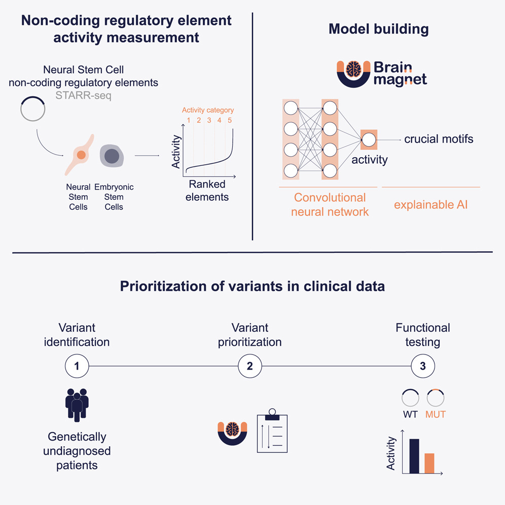 BRAIN-MAGNET functional genomics atlas